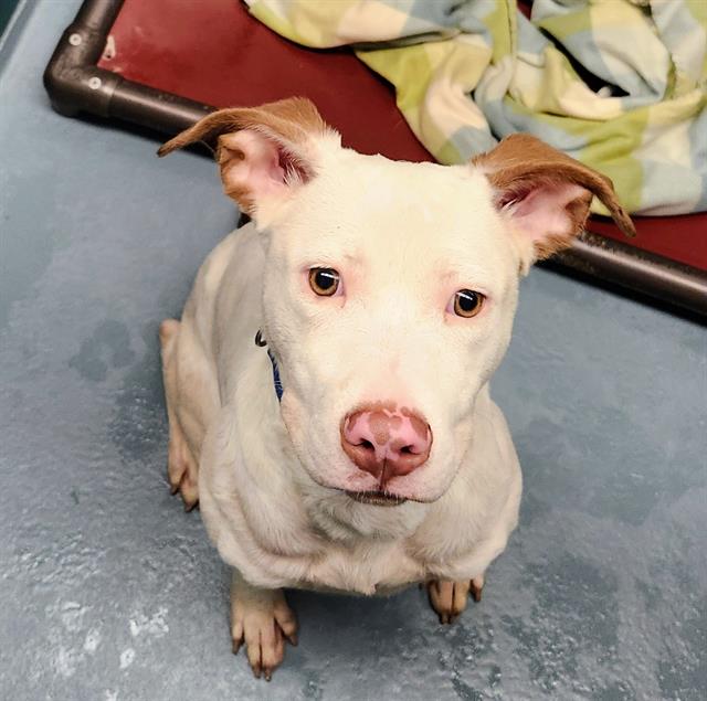 Chico