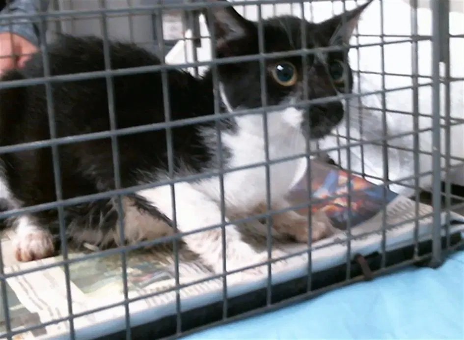 Unknown - Domestic Short Hair