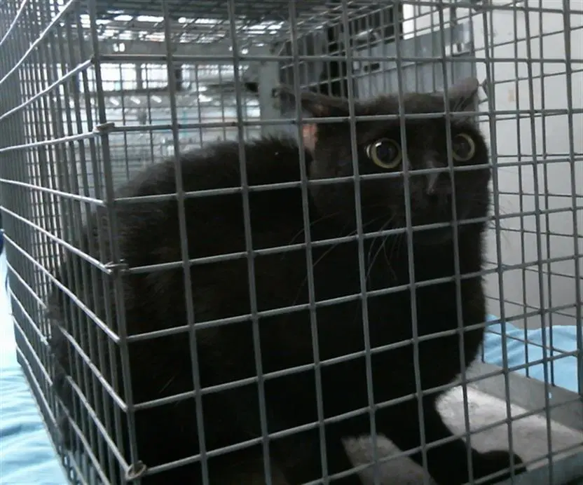 Unknown - Domestic Short Hair