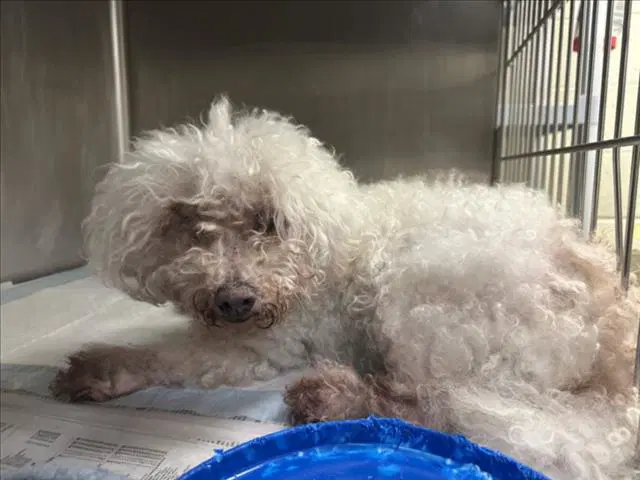 Toby - Poodle (Miniature)