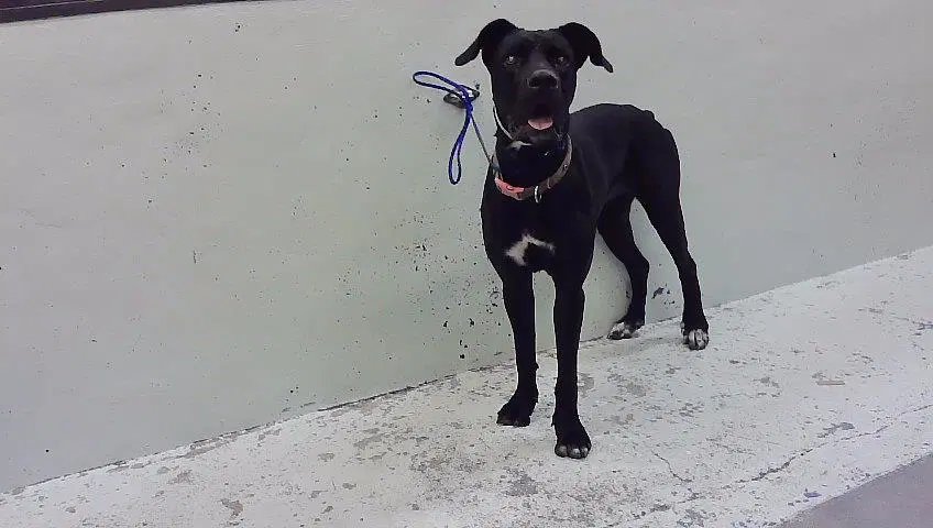 Unknown - Cane Corso Mastiff