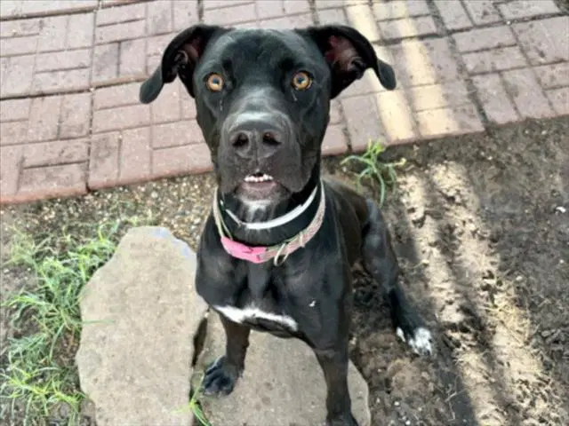Unknown - Cane Corso Mastiff