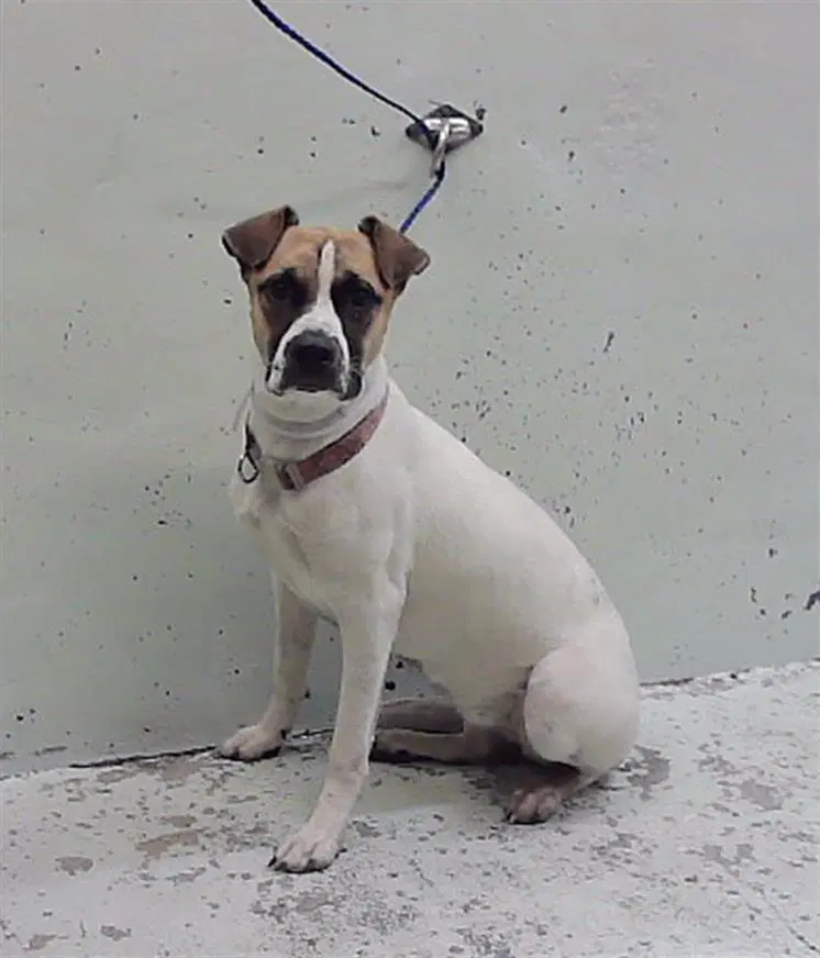 Unknown - Staffordshire Bull Terrier