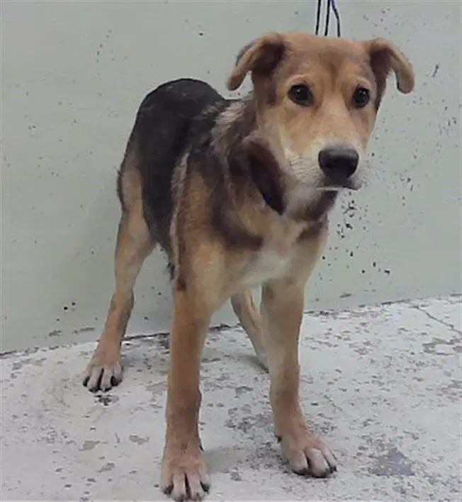 Unknown - German Shepherd Dog