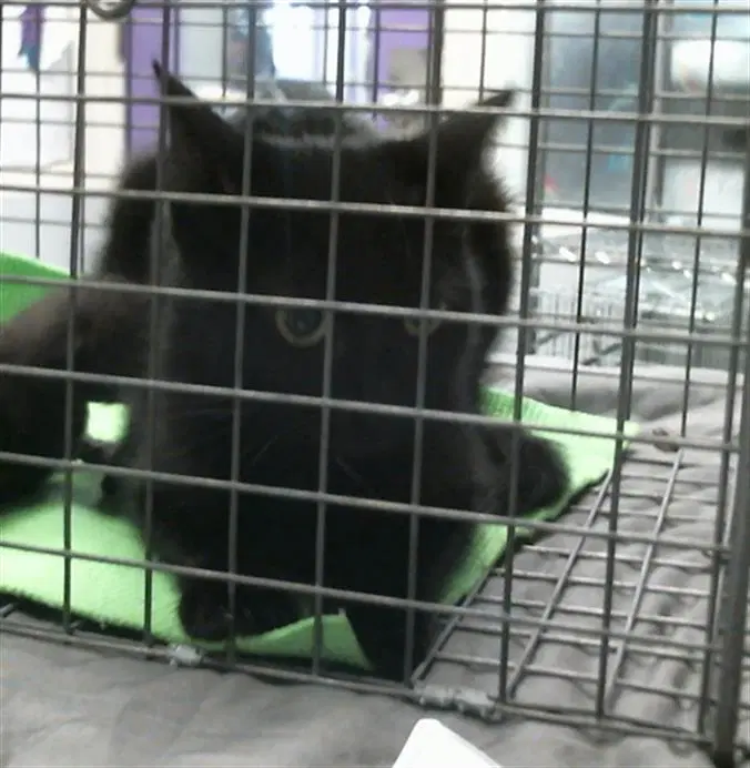 Unknown - Domestic Short Hair