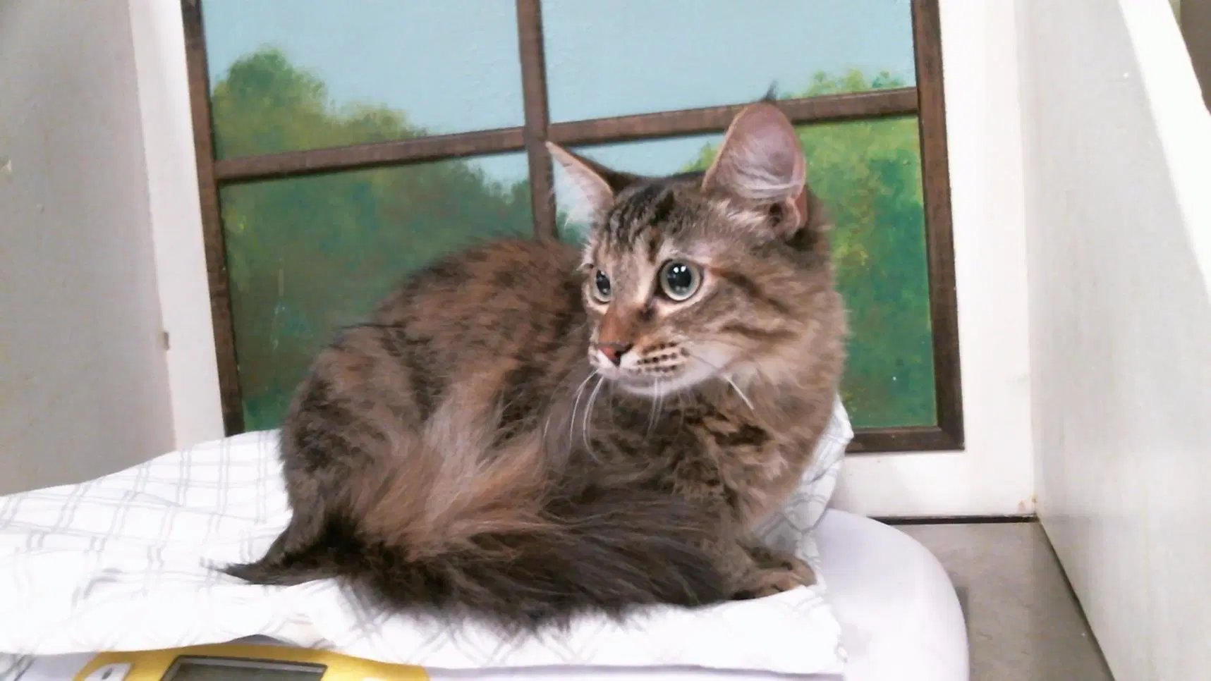Sabrina - Domestic Long Hair
