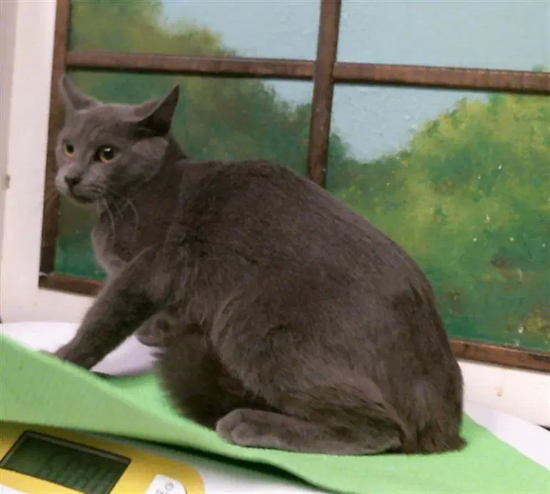 Unknown - Domestic Short Hair