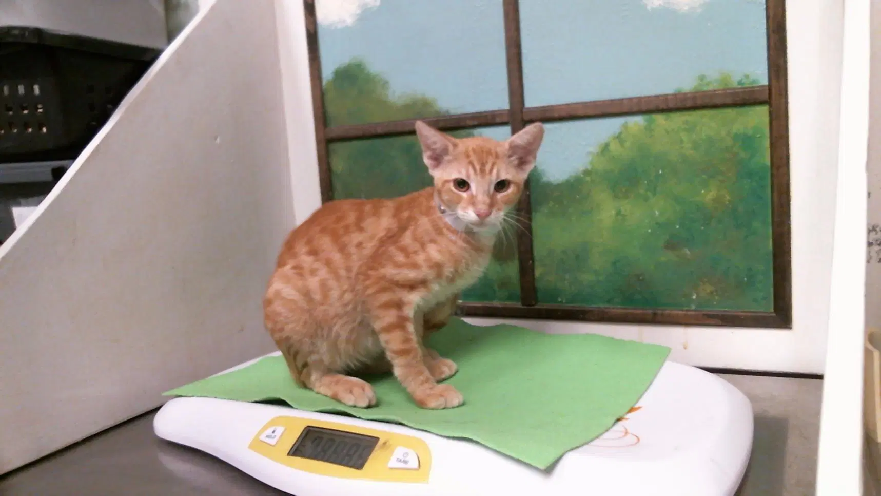 Milo - Domestic Short Hair