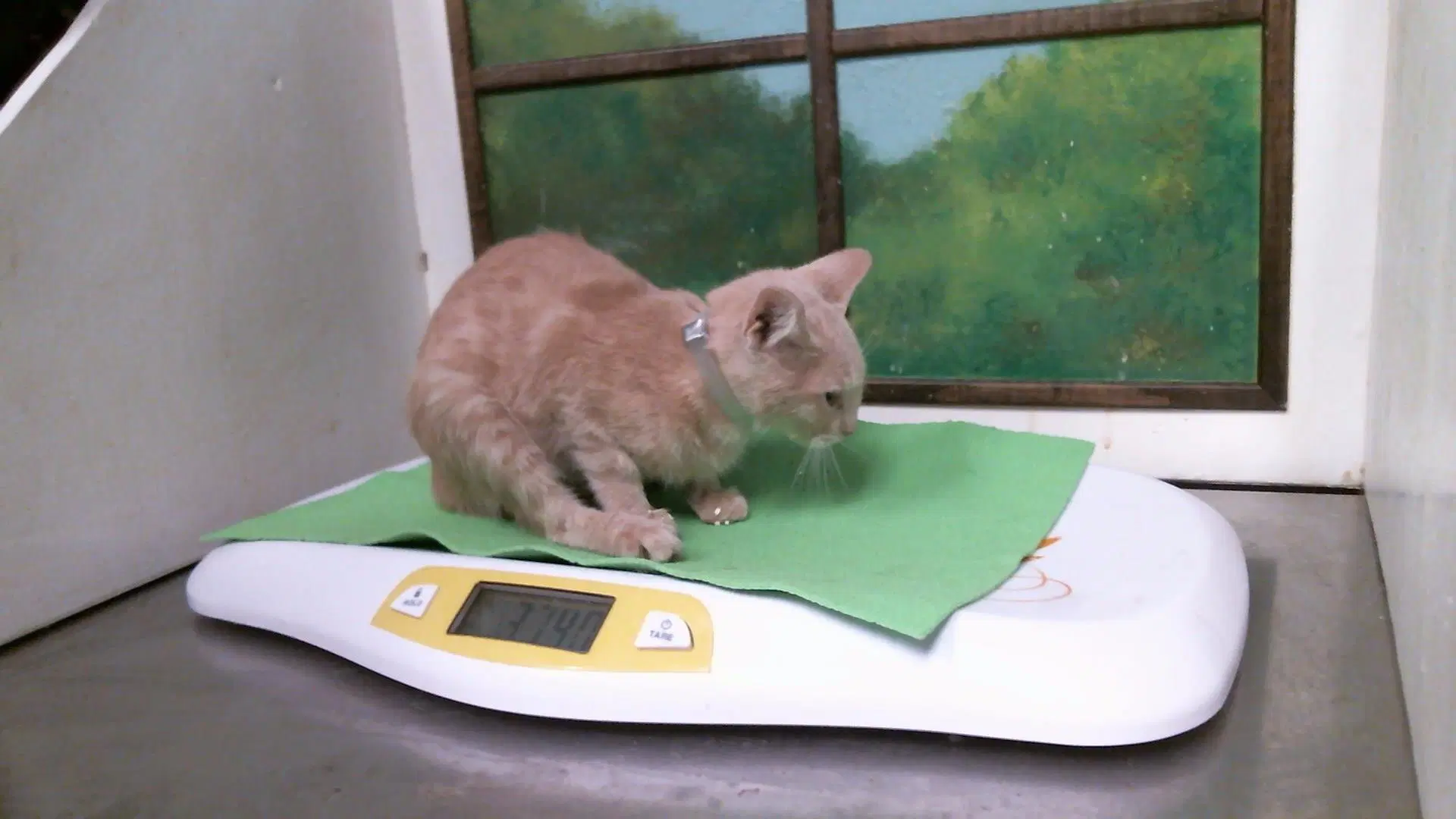 Hannah - Domestic Short Hair