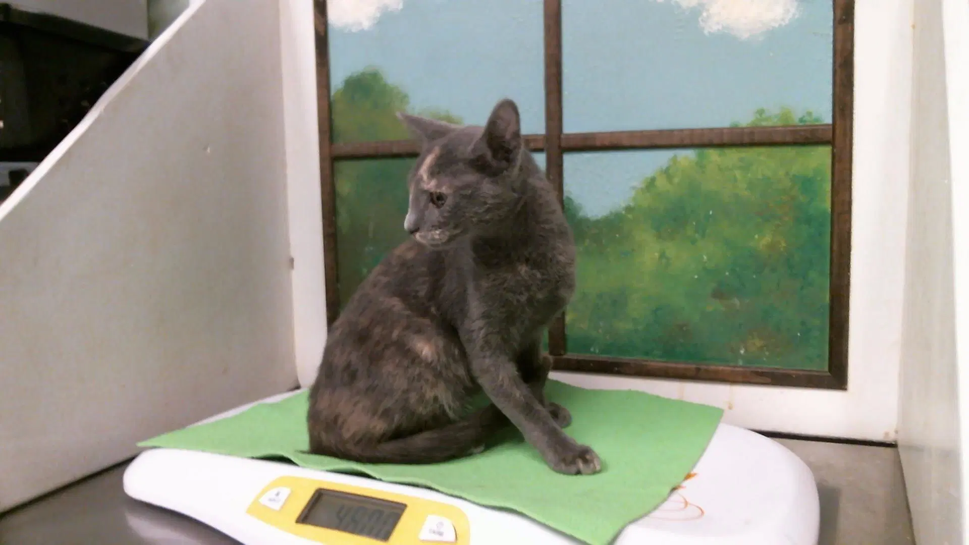 Vanessa - Domestic Short Hair