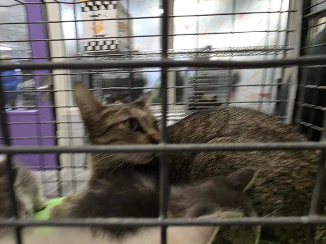 No Name - Domestic Short Hair