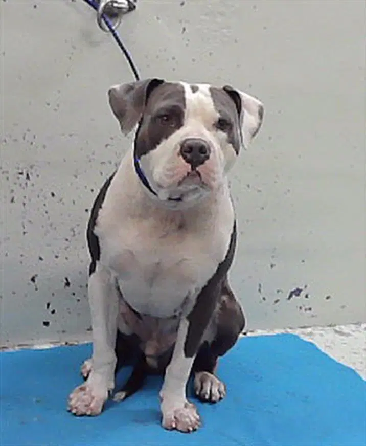 Freddie - Staffordshire Bull Terrier