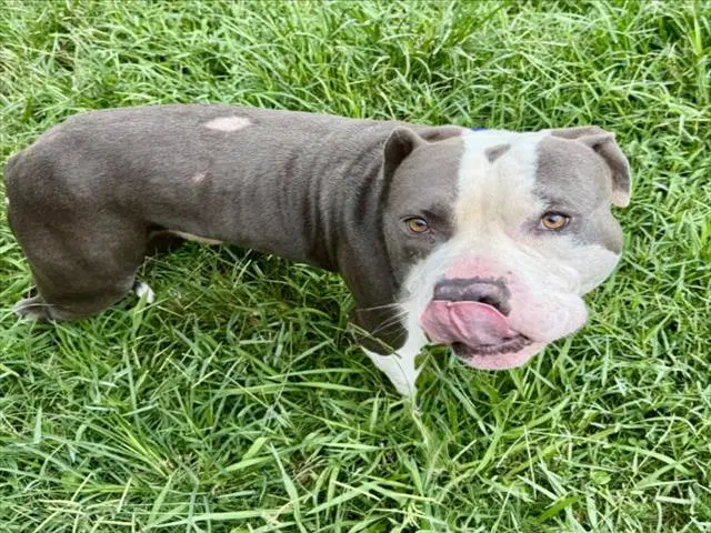 Freddie - Staffordshire Bull Terrier