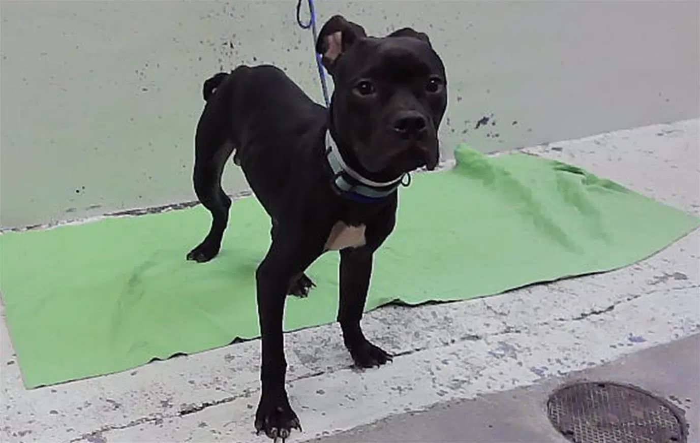 Wrigley - Boxer