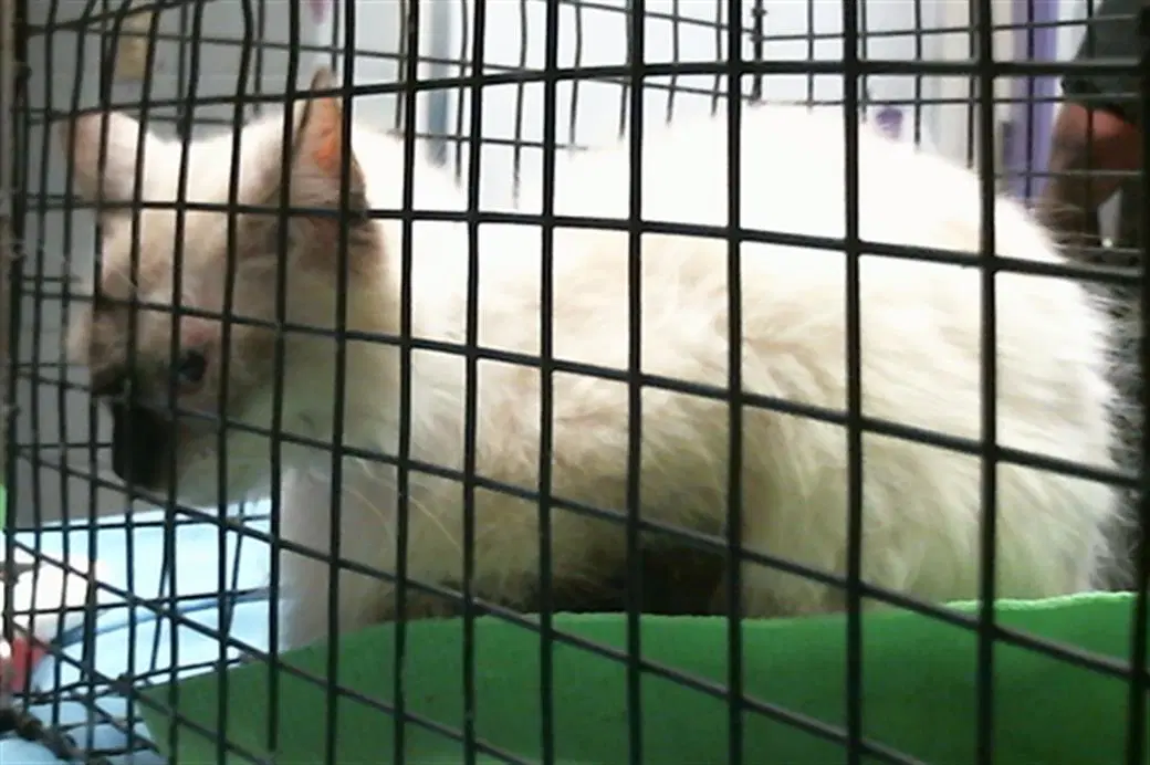 Molly - Siamese