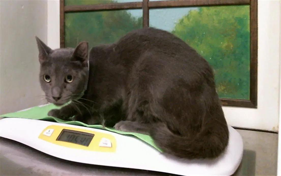 Unknown - Domestic Short Hair