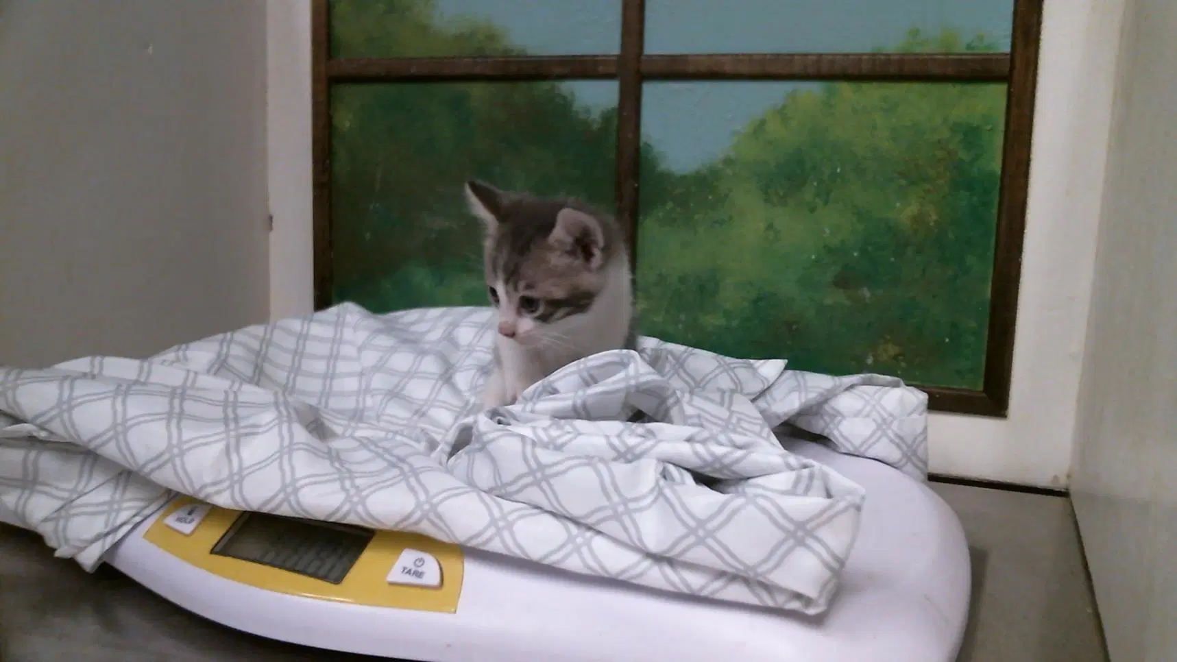 Unknown - Domestic Short Hair