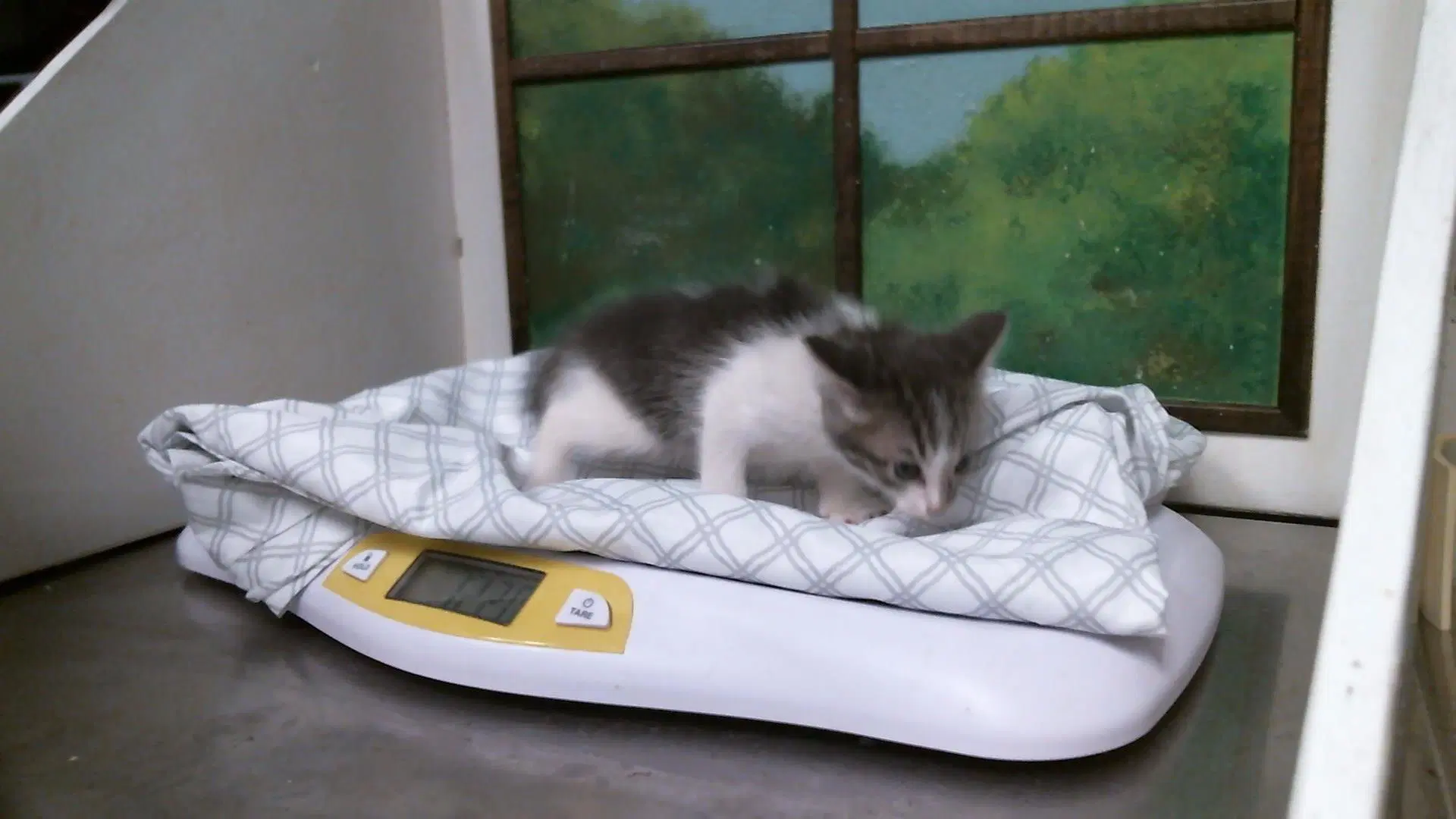 Unknown - Domestic Short Hair