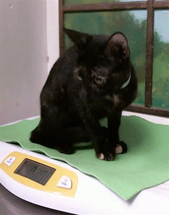 Grace - Domestic Short Hair