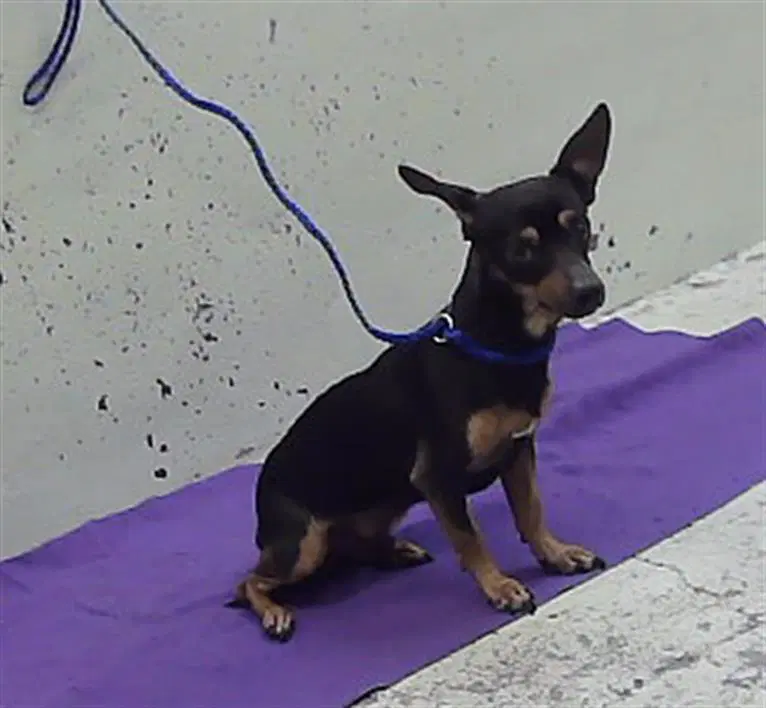 Firulais - Chihuahua