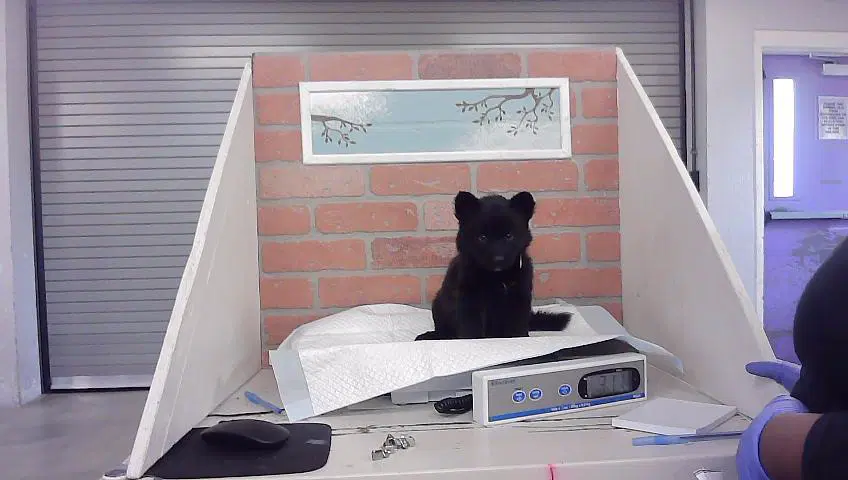Unknown - Husky