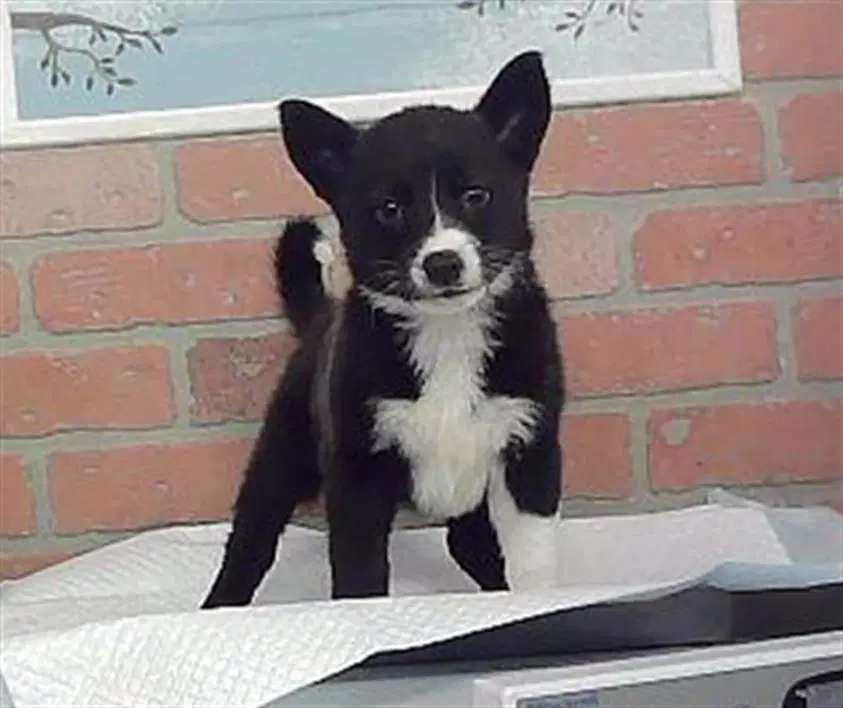 Unknown - Husky