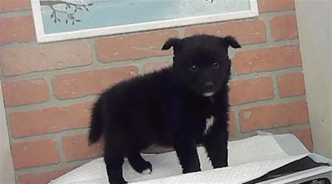 Unknown - Husky