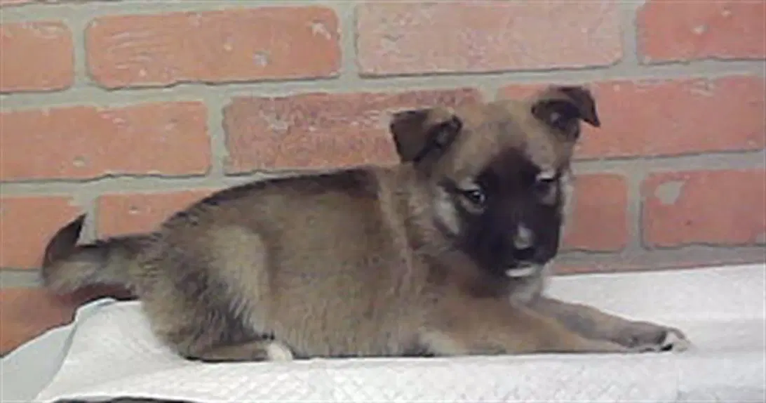 Unknown - Husky