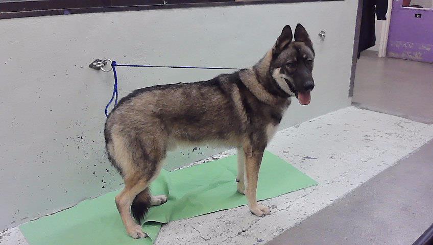Zeus