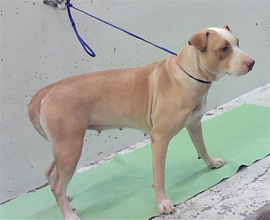 Estrella