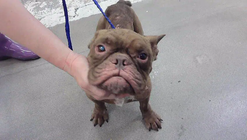 Unknown - French Bulldog