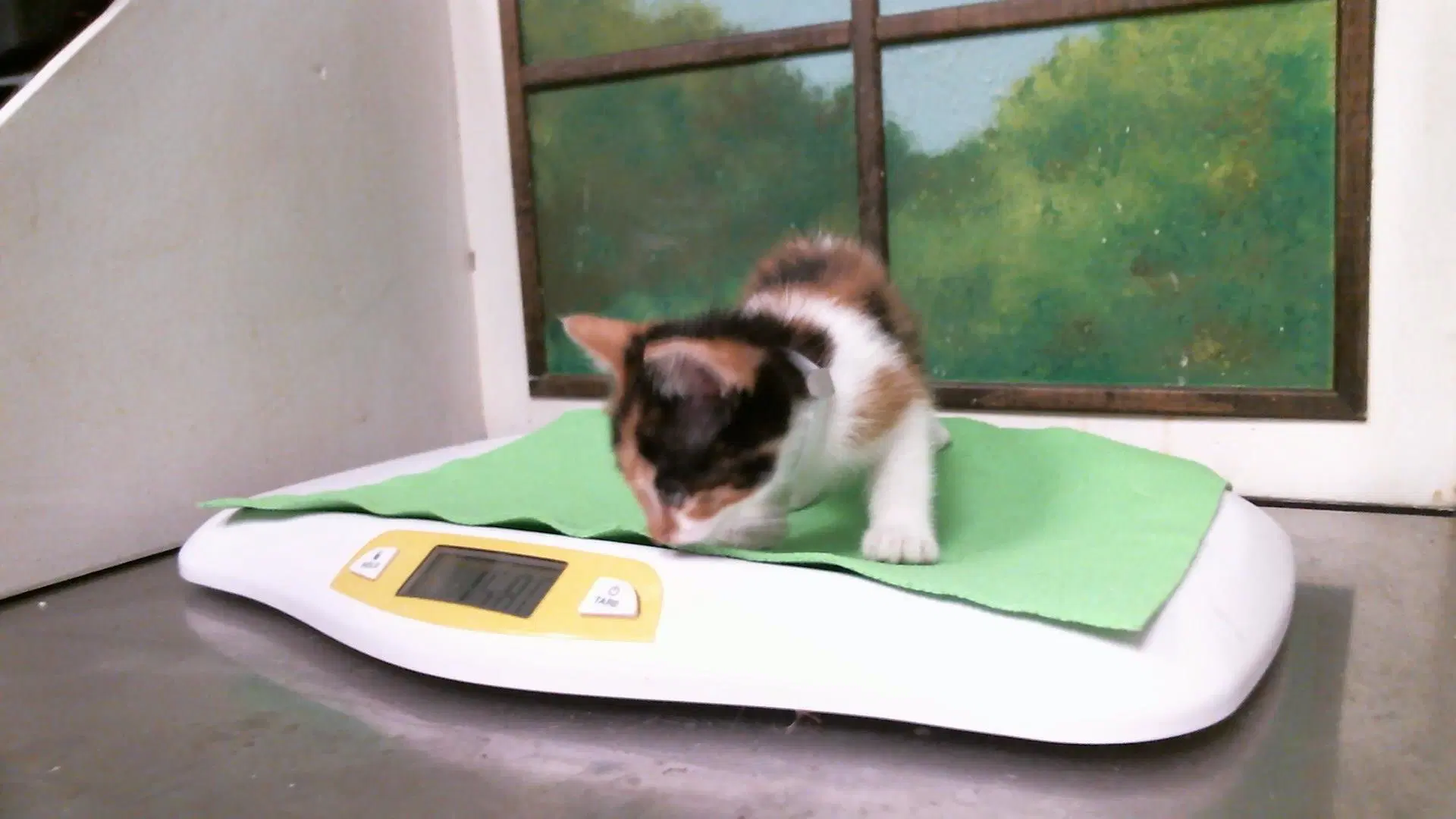 Unknown - Domestic Short Hair