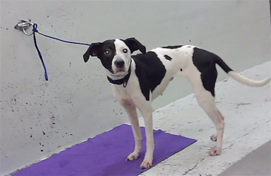 Paige - Staffordshire Bull Terrier