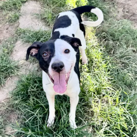 Paige - Staffordshire Bull Terrier