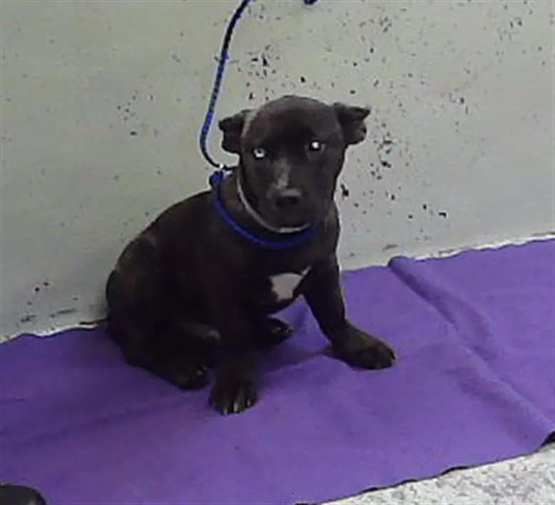 Unknown - Belgian Shepherd Malinois