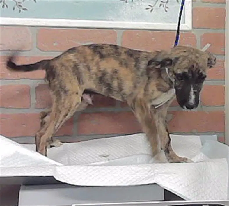 Unknown - German Shepherd Dog