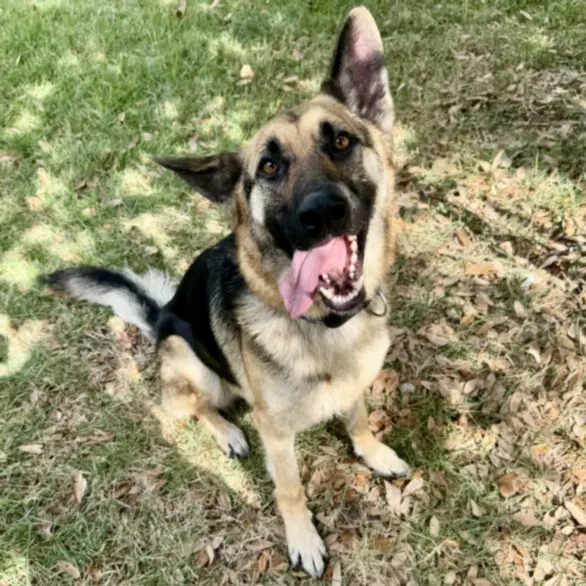Hades - German Shepherd Dog
