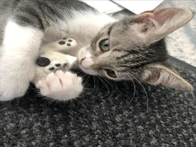 Sybil - Domestic Short Hair