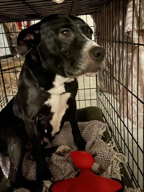 Lisa Dede - Staffordshire Bull Terrier