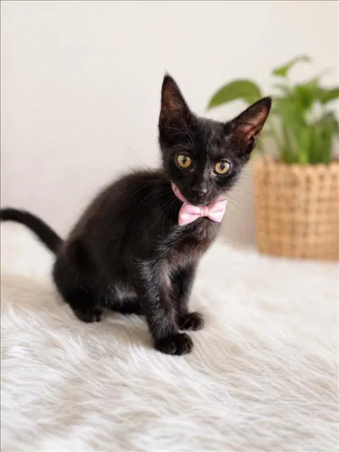 Kiki image 1