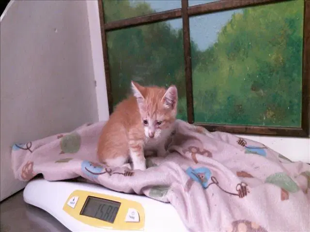 Kenny - Domestic Short Hair