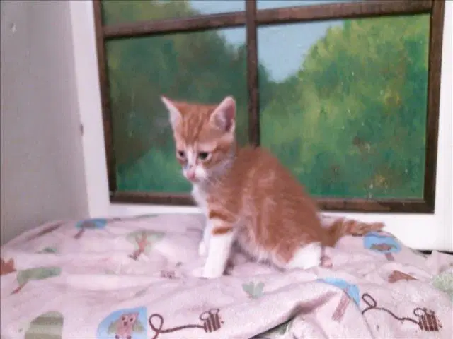 Kovu - Domestic Short Hair
