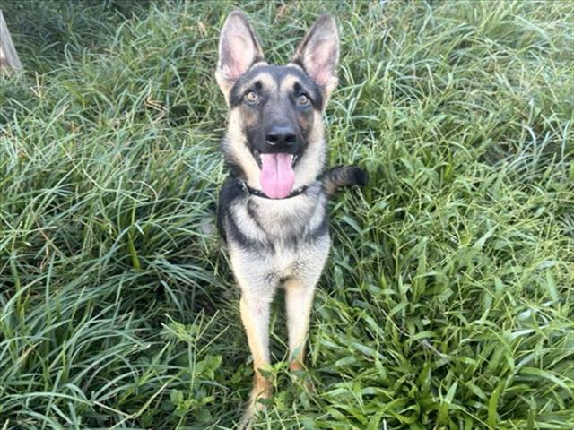 Willow