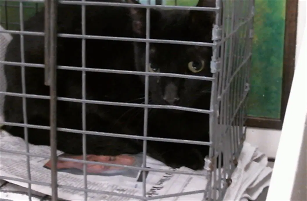 Unknown - Domestic Short Hair
