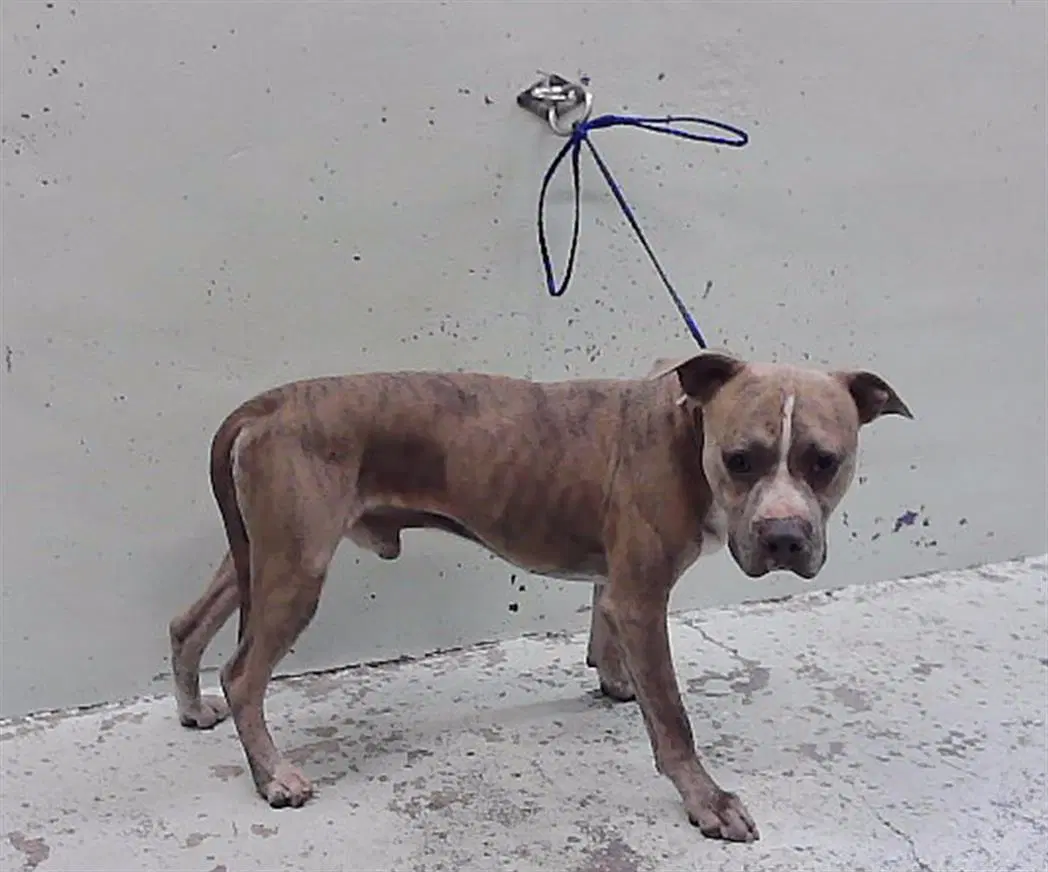 Unknown - Staffordshire Bull Terrier