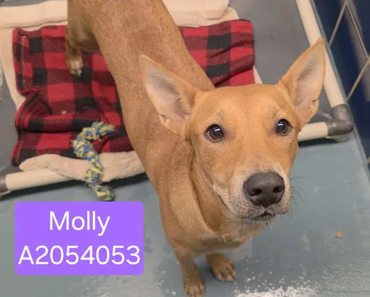 Molly image 1