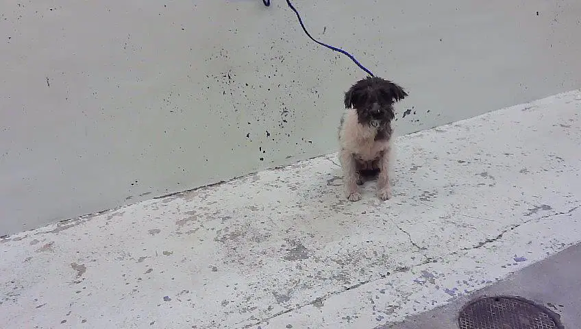 Lacey - Miniature Schnauzer