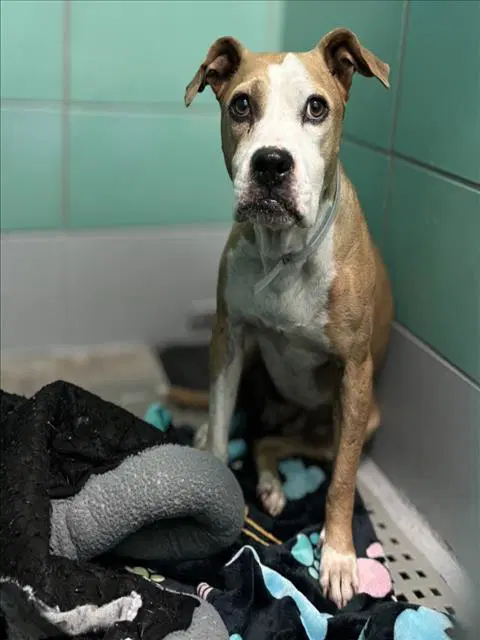 Unknown - Staffordshire Bull Terrier