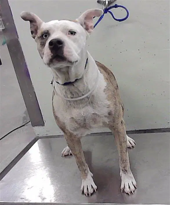 Unknown - Staffordshire Bull Terrier