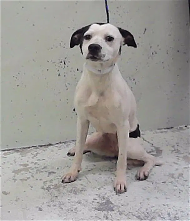 Unknown - Staffordshire Bull Terrier